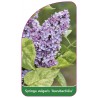 syringa-vulgaris-aucubaefolia-standard1