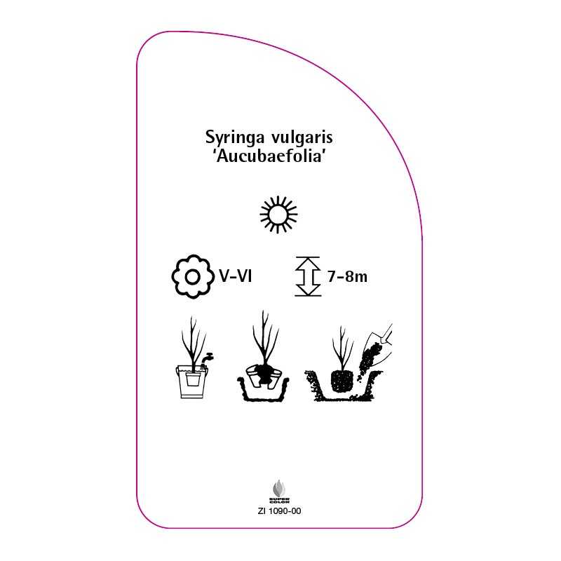 syringa-vulgaris-aucubaefolia-standard0