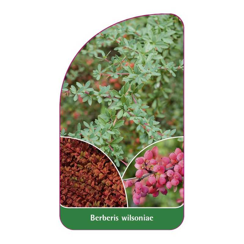 berberis-wilsoniae1