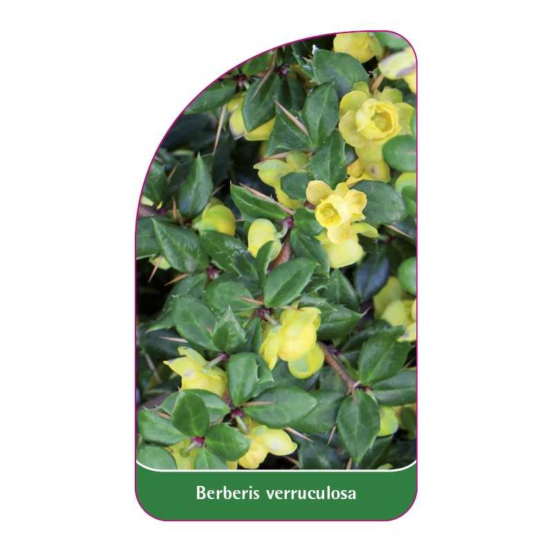 berberis-verruculosa1