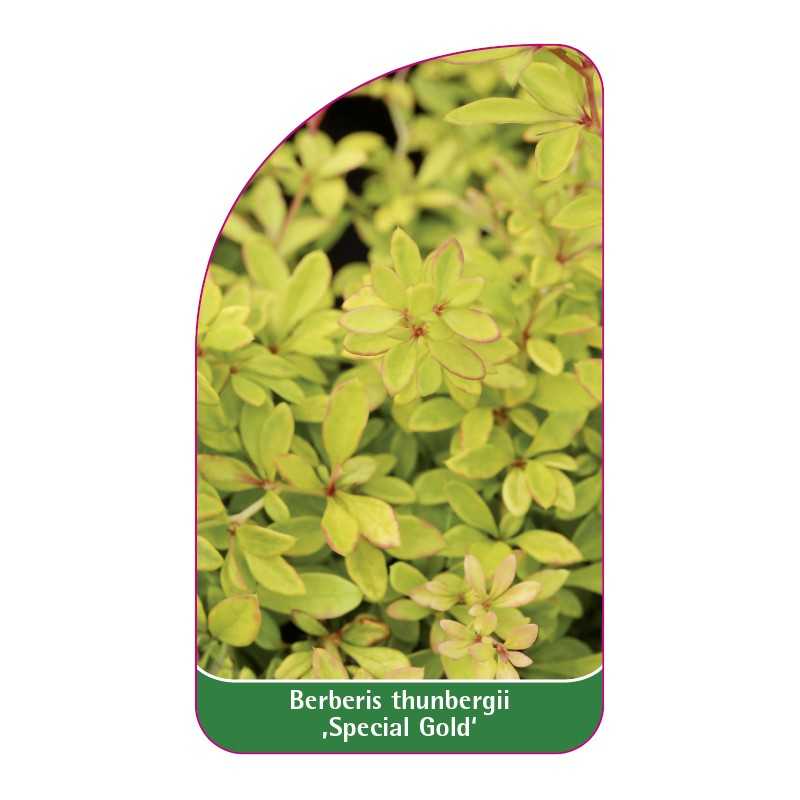 berberis-thunbergii-special-gold-1