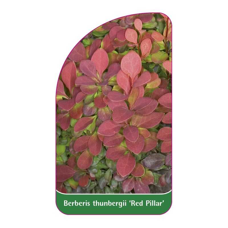 berberis-thunbergii-red-pillar-1