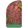 berberis-thunbergii-red-pillar-1