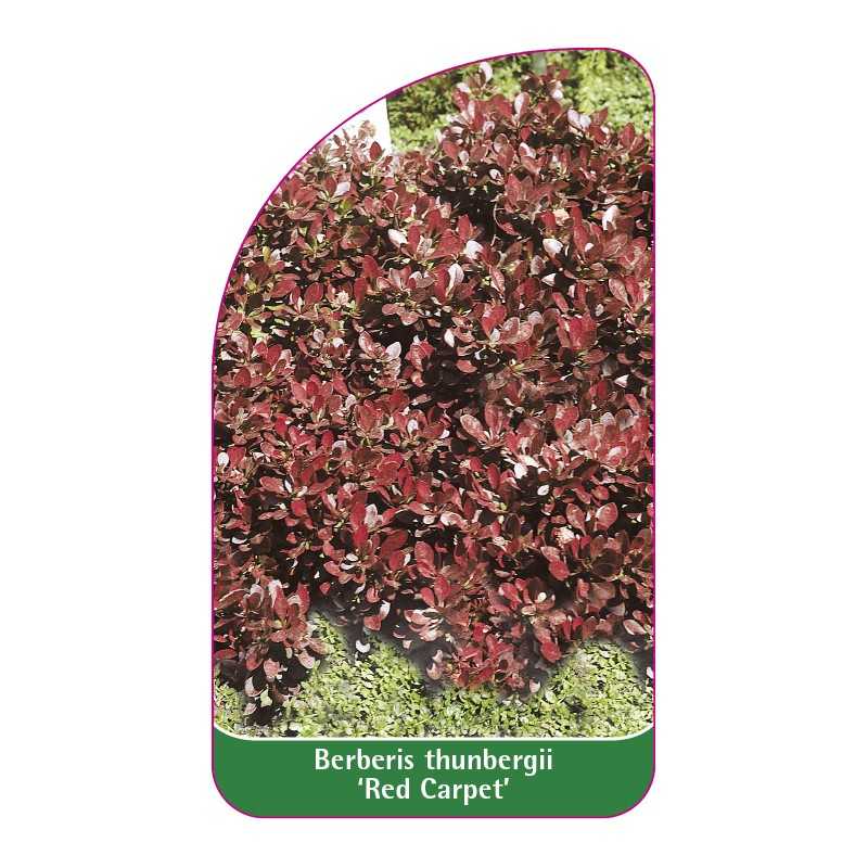 berberis-thunbergii-red-carpet-1