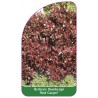 berberis-thunbergii-red-carpet-1