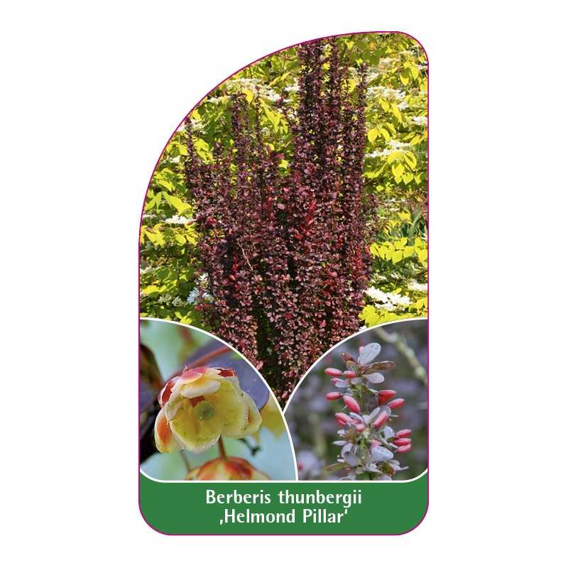 berberis-thunbergii-helmond-pillar-1