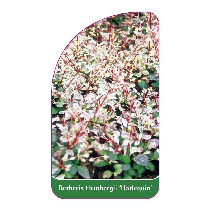 berberis-thunbergii-harlequin-1