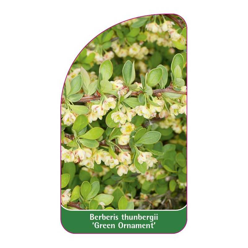 berberis-thunbergii-green-ornament-1