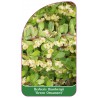 berberis-thunbergii-green-ornament-1