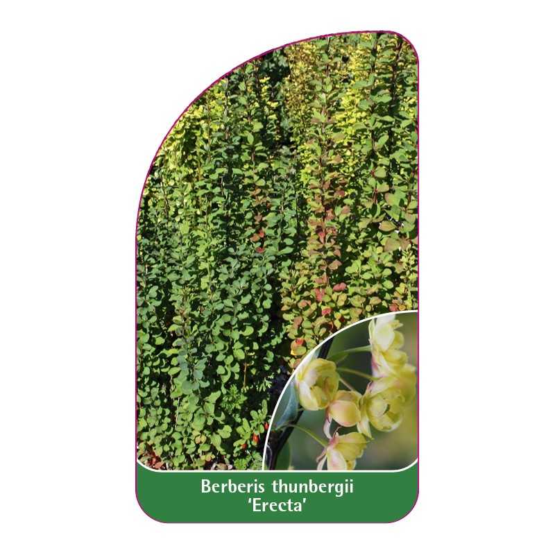 berberis-thunbergii-erecta-1