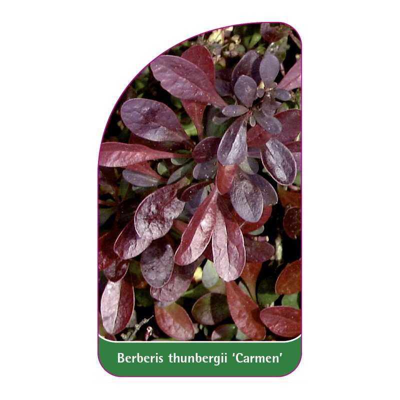 berberis-thunbergii-carmen-1