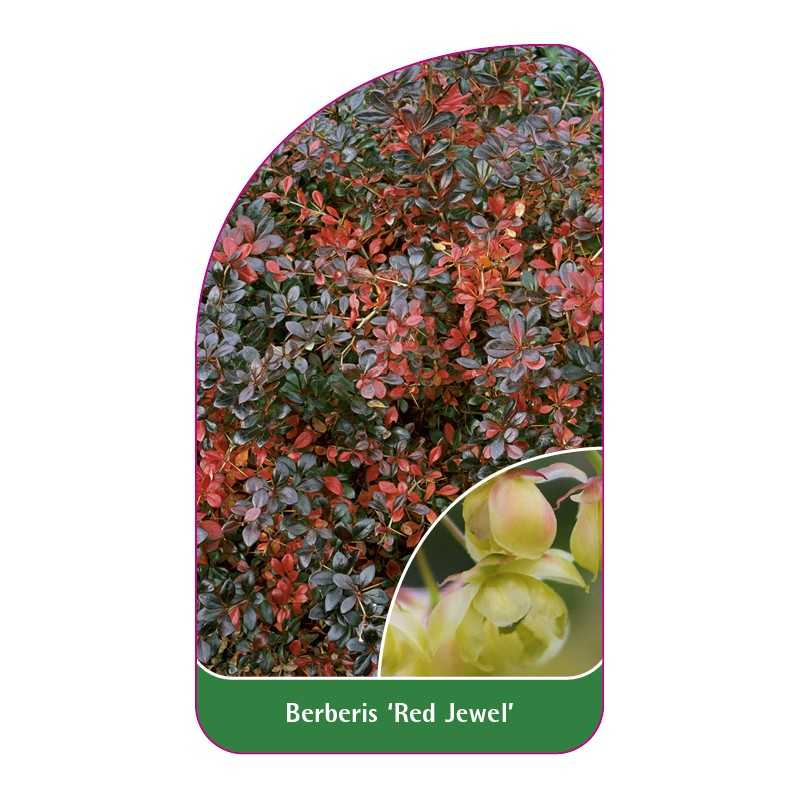 berberis-red-juwel-1