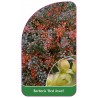 berberis-red-juwel-1