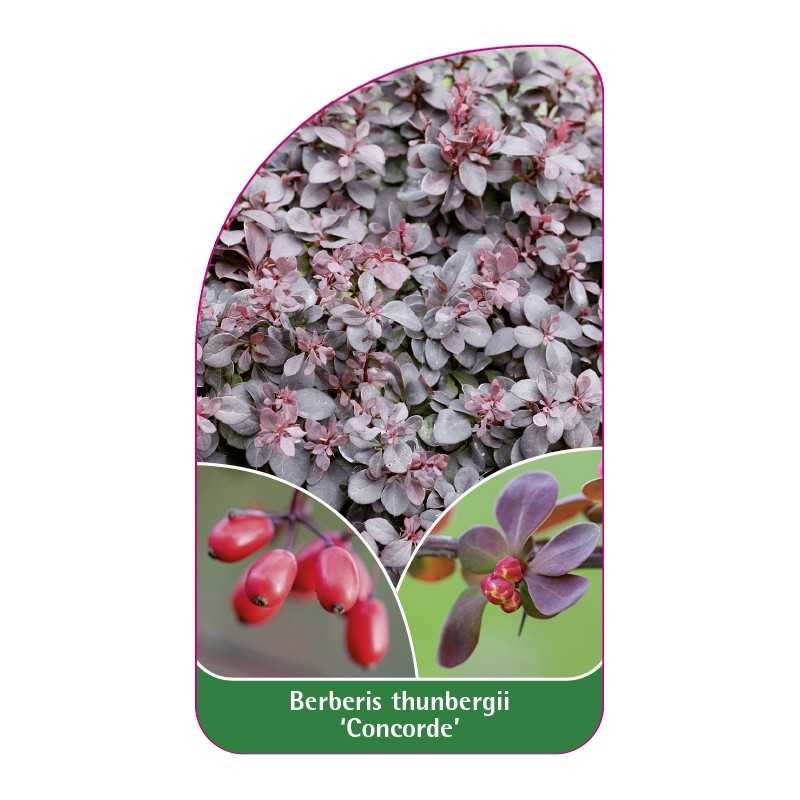 berberis-thunbergii-concorde-1