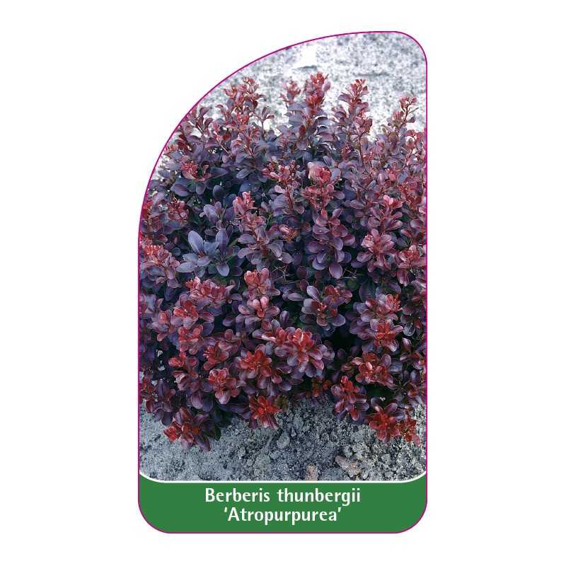 berberis-thunbergii-atropurpurea-1