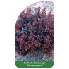 berberis-thunbergii-atropurpurea-1