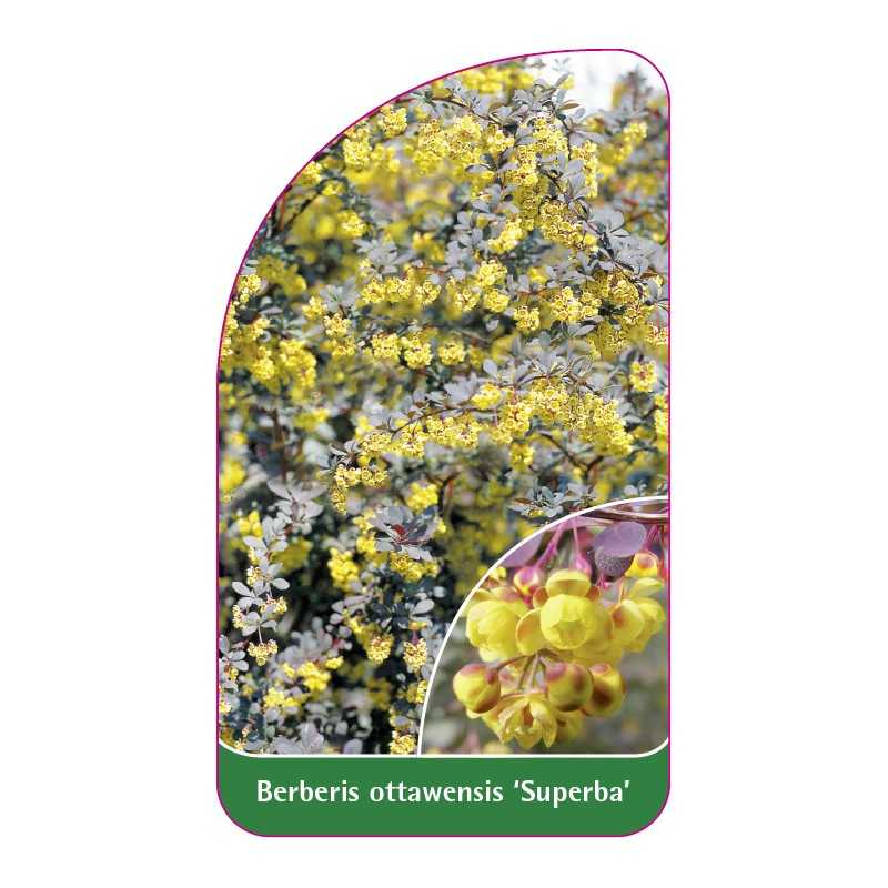 berberis-ottawensis-superba-a1