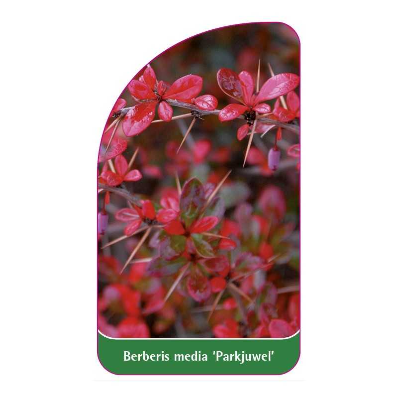 berberis-media-parkjuwel-a1