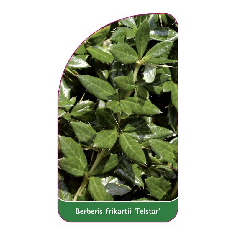 berberis-frikartii-telstar-1