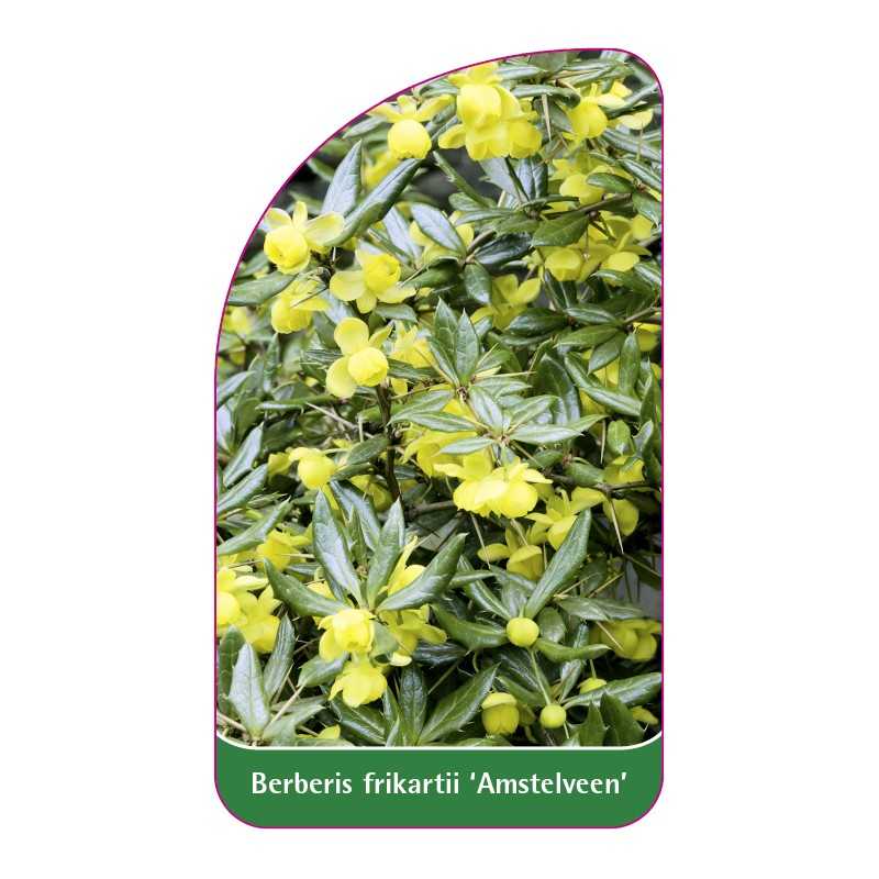 berberis-frikartii-amstelveen-1