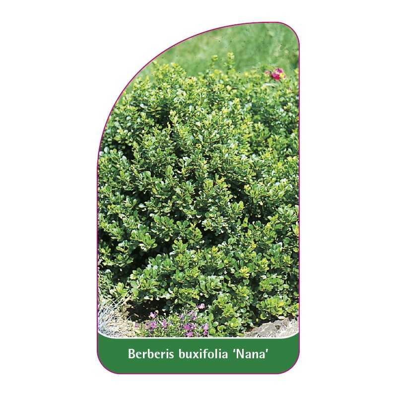 berberis-buxifolia-nana-1