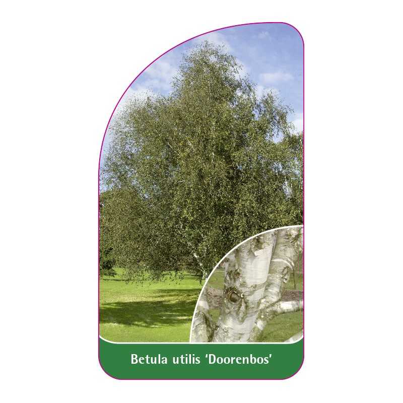 betula-utilis-doorenbos-1