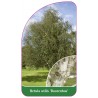 betula-utilis-doorenbos-1