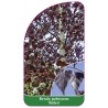 betula-pubescens-rubra-1