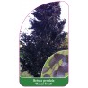 betula-pendula-royal-frost-1