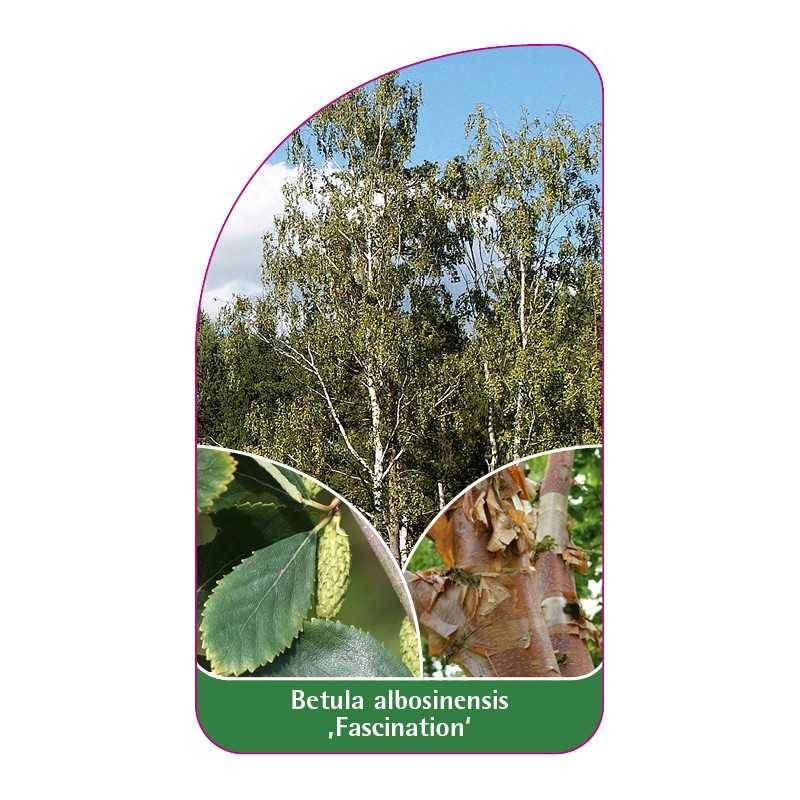 betula-albosinensis-fascination-1