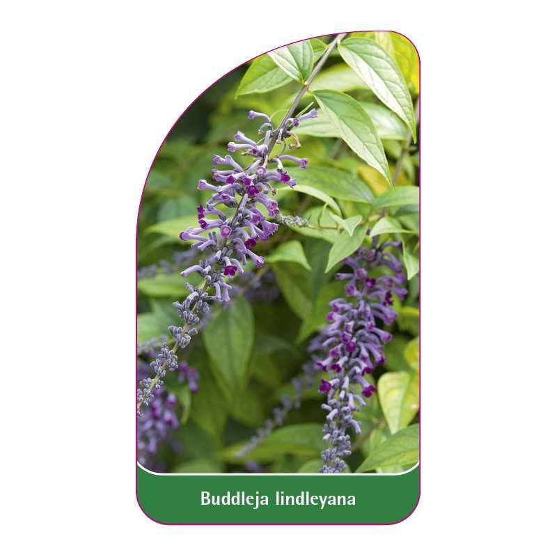 buddleja-lindleyana1