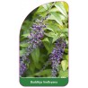 buddleja-lindleyana1