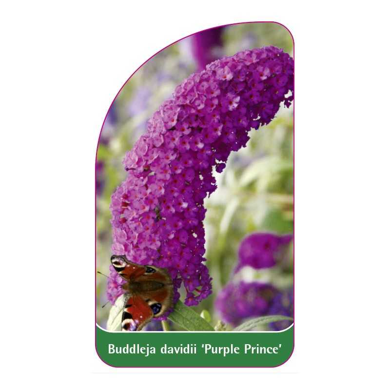 buddleja-davidii-purple-prince-1