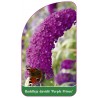 buddleja-davidii-purple-prince-1