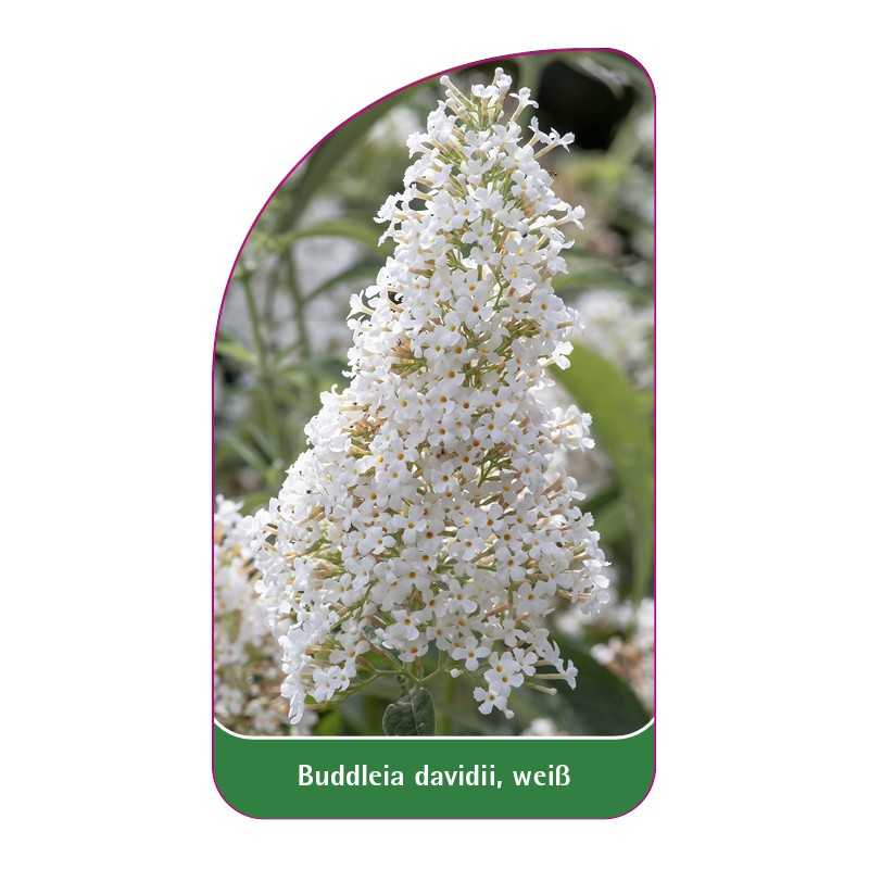 buddleia-davidii-weiss1