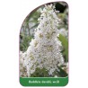 buddleia-davidii-weiss1