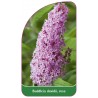 buddleia-davidii-rosa1