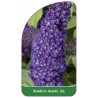 buddleia-davidii-lila1