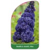 buddleia-davidii-blau1