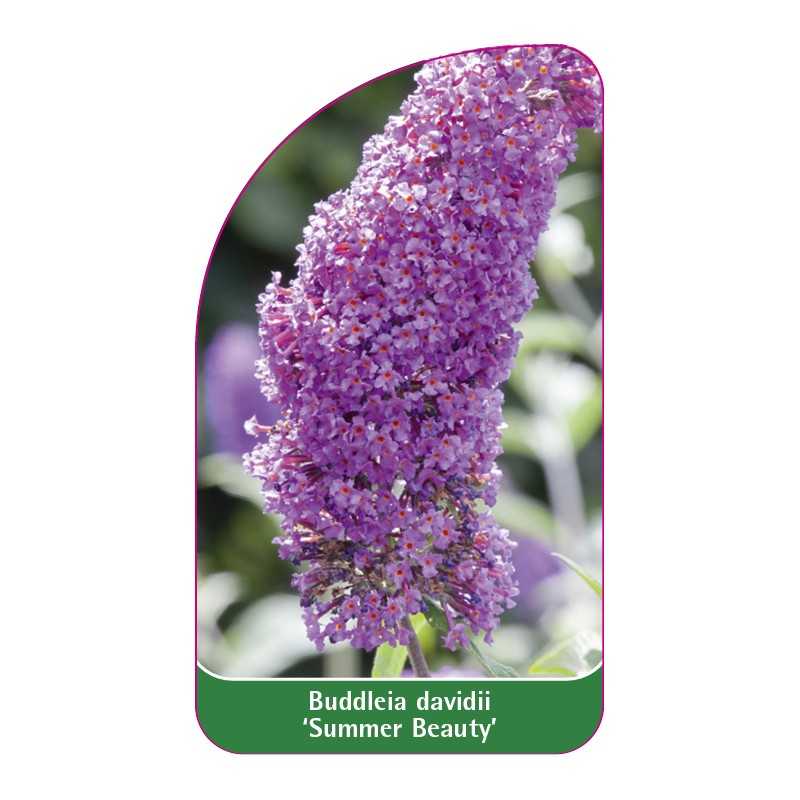 buddleia-davidii-summer-beauty-1