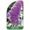 buddleia-davidii-summer-beauty-1