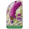 buddleia-davidii-royal-red-a1