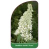 buddleia-davidii-peace-1