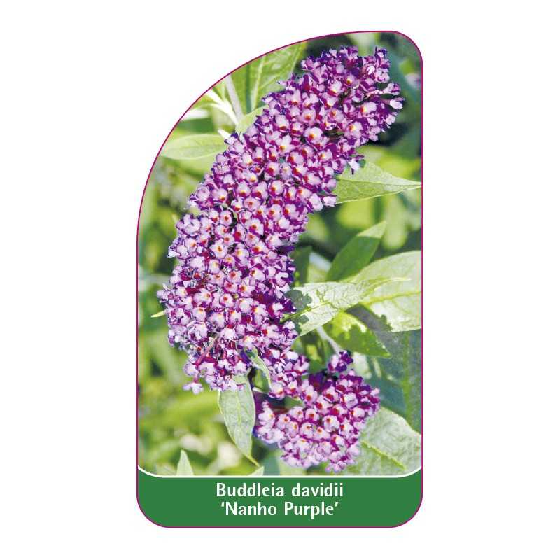 buddleia-davidii-nanho-purple-1