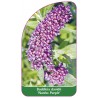 buddleia-davidii-nanho-purple-1