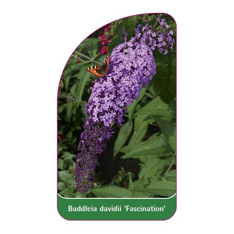 buddleia-davidii-fascination-1