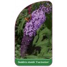 buddleia-davidii-fascination-1