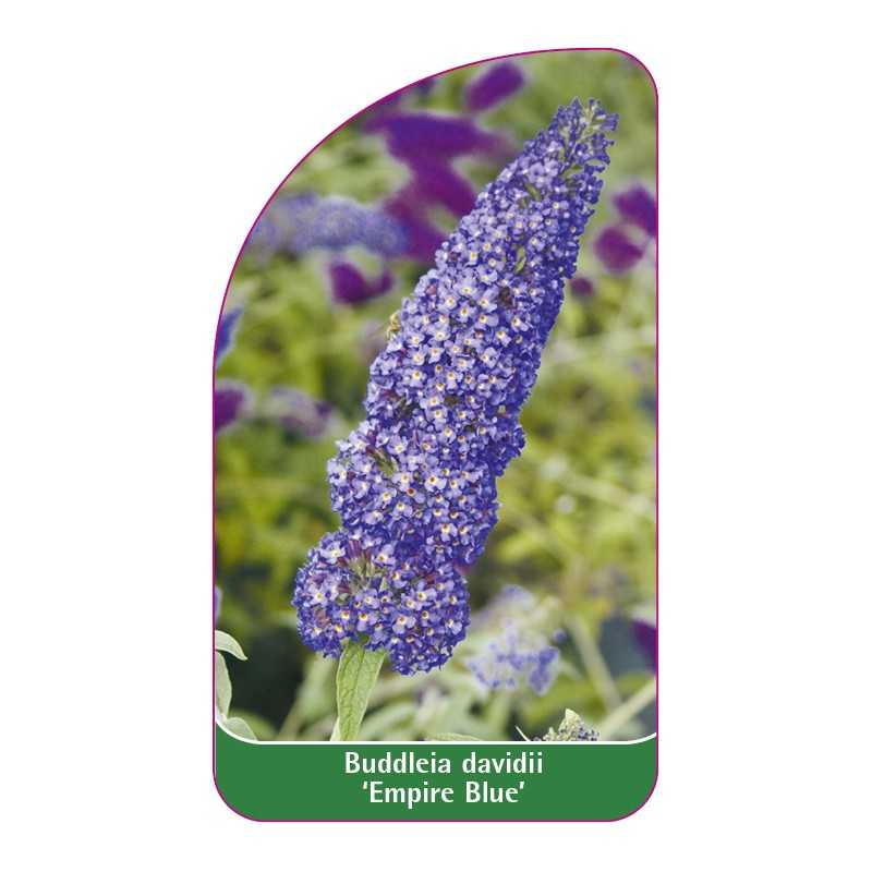 buddleia-davidii-empire-blue-1