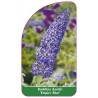 buddleia-davidii-empire-blue-1