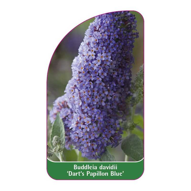 buddleia-davidii-dart-s-papillon-blue-b1